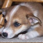 Norsk Lundehund