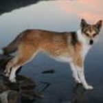 Norsk Lundehund