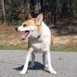 Norsk Lundehund