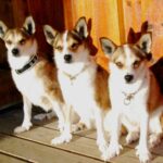 Bilde fra Lundefoxen Kennel