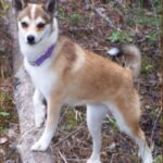 Norsk Lundehund