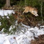 Bilde fra Kennel Løvheim