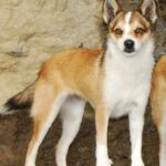 Bilde fra Lundefoxen Kennel
