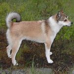 Norsk Lundehund