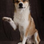 Norsk Lundehund