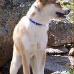 Norsk Lundehund