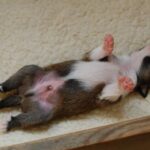 Bilde fra Kennel Løvheim