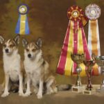 Bilde fra Lundefoxen Kennel