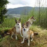 Bilde fra Lundefoxen Kennel