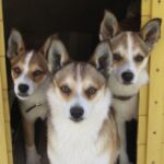 Bilde fra Lundefoxen Kennel