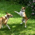 Bilde fra Kennel Løvheim