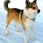 Norsk Lundehund