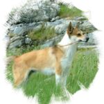 Norsk Lundehund