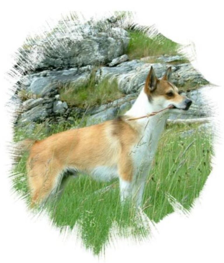 Norsk Lundehund