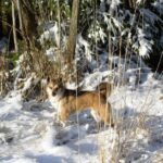 Bilde fra Kennel Løvheim
