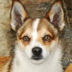 Ariel. Bilde fra Lundefoxen Kennel