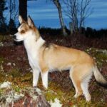 Bilde fra Lundefoxen Kennel