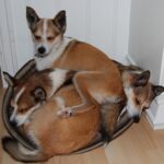 Bilde fra Lundefoxen Kennel
