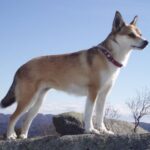 Norsk Lundehund