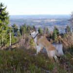 Bilde fra Kennel Løvheim