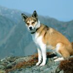 Norsk Lundehund