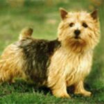 Norwich Terrier