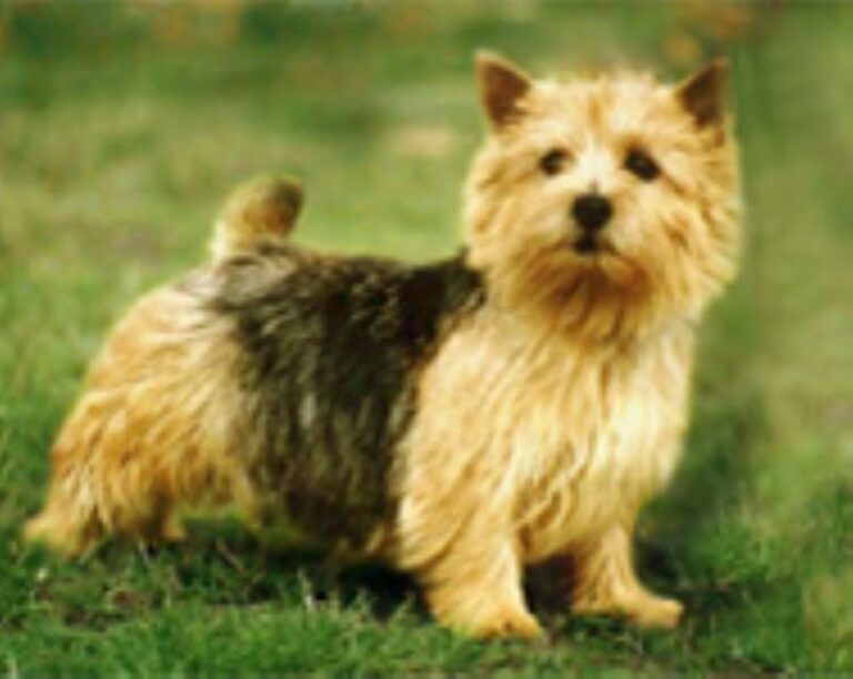 Norwich Terrier