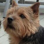 Ruby fra Kennel Gamwich
