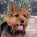Norwich Terrier