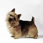 Norwich Terrier