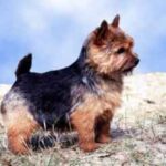 Norwich Terrier