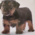 Norwich Terrier