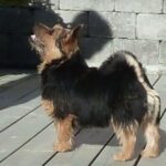 Luna fra Kennel Gamwich