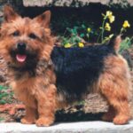 Norwich Terrier