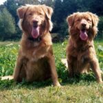Nova Scotia Duck Tolling Retriever