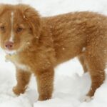 Nova Scotia Duck Tolling Retriever