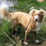 Nova Scotia Duck Tolling Retriever