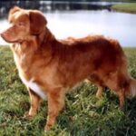 Nova Scotia Duck Tolling Retriever