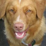 Nova Scotia Duck Tolling Retriever