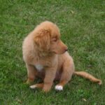 Nova Scotia Duck Tolling Retriever