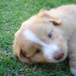 Nova Scotia Duck Tolling Retriever