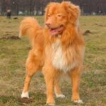Nova Scotia Duck Tolling Retriever