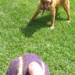 Nova Scotia Duck Tolling Retriever