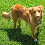 Nova Scotia Duck Tolling Retriever