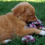 Nova Scotia Duck Tolling Retriever