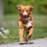 Nova Scotia Duck Tolling Retriever