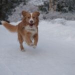 Nova Scotia Duck Tolling Retriever