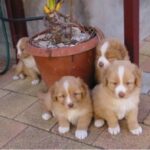 Nova Scotia Duck Tolling Retriever