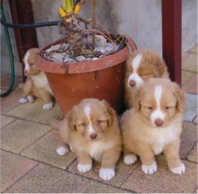 Nova Scotia Duck Tolling Retriever