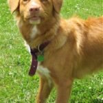 Nova Scotia Duck Tolling Retriever